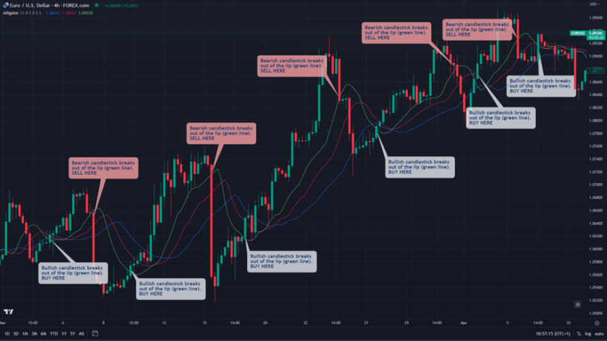 Williams Alligator Indicator Trading Strategy And Tips